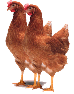 Unduh 770 Gambar Animasi Ayam Petelur Gratis Unduh 770 Gambar Animasi Ayam Petelur Gratis