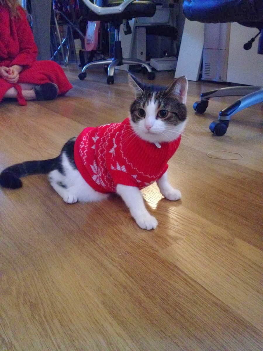 Funny cats - part 85 (40 pics + 10 gifs), cat wears red sweater