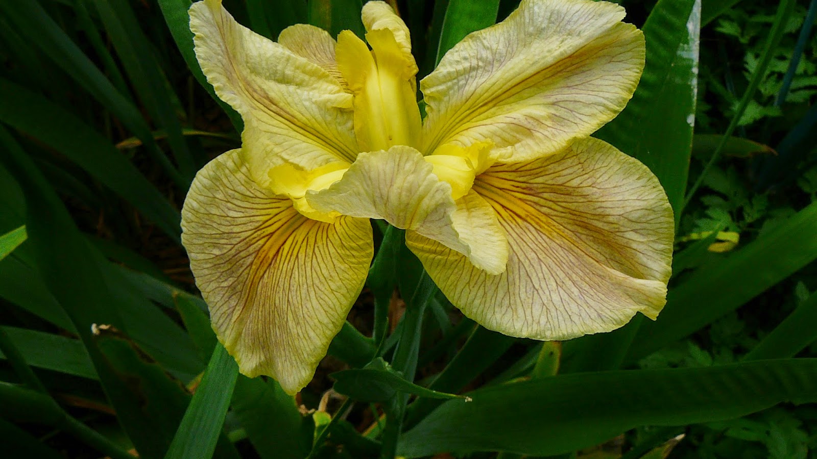 World of Irises Iris Bloom Season in NW Louisiana Part III