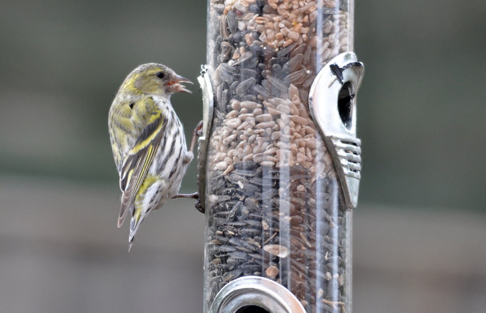 rambles with a camera Siskins are back on the feeders