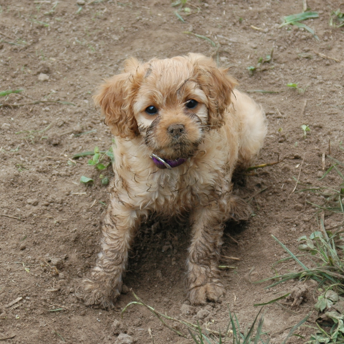 Garden and Glade Mucky Puppy