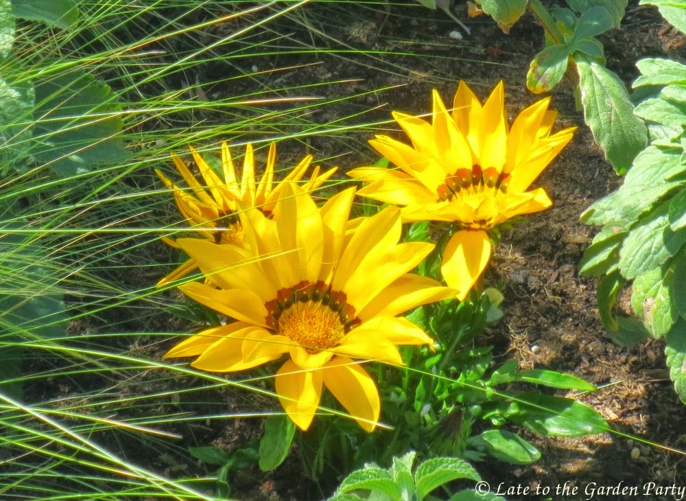 Late to the Garden Party My Favorite Plant This Week Gazania rigens