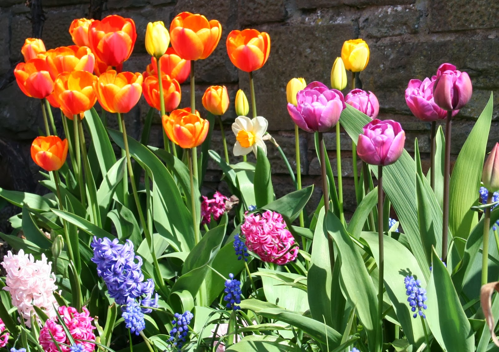 Scottish Artist and his Garden PLANT SPRING FLOWERING BULBS NOW