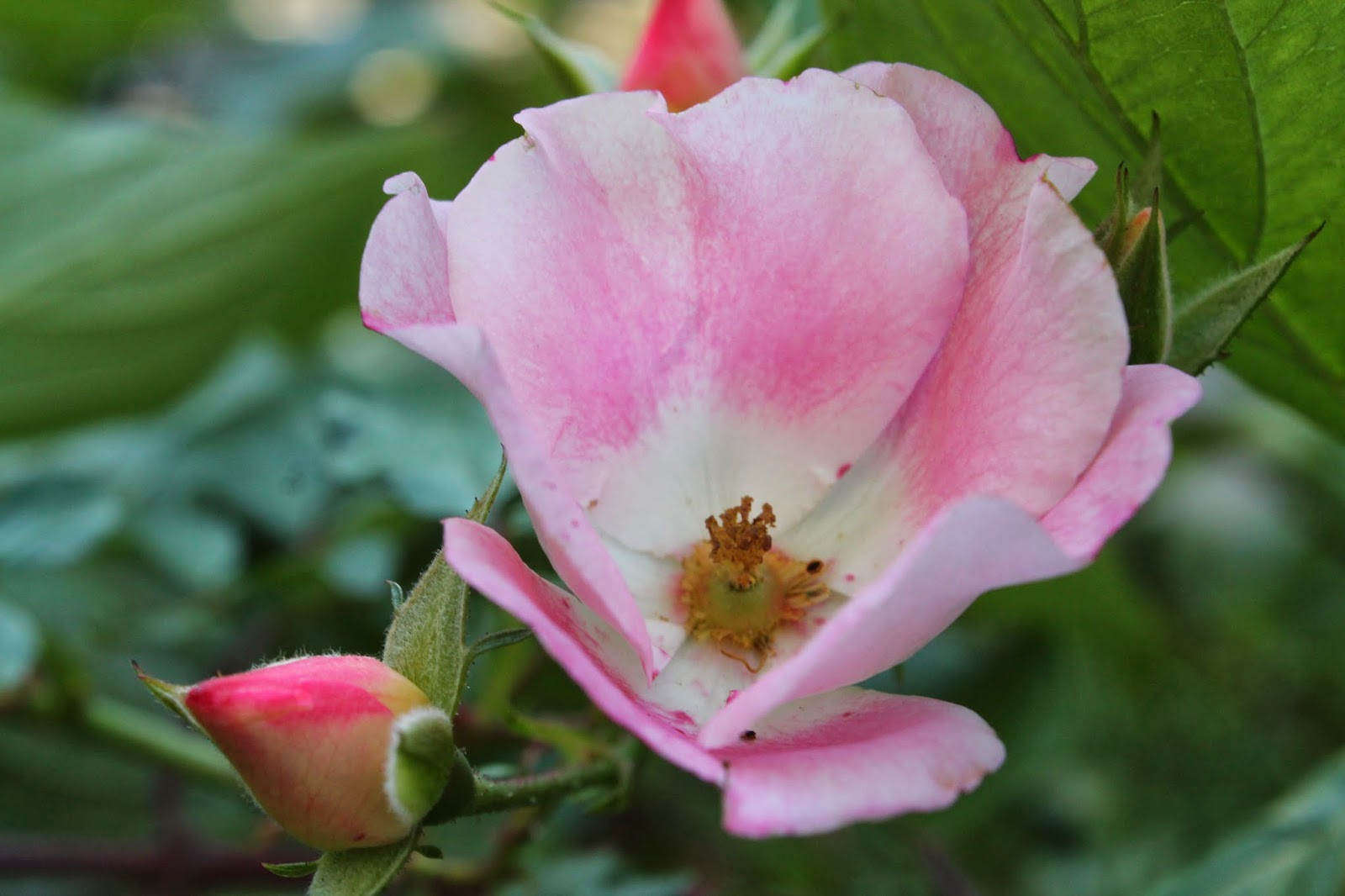 Landscape Design Guru Carefree Delight Roses Pruning Rose Bushes In Spring