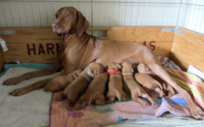 Tori and her Super Seven puppies - 2 weeks old