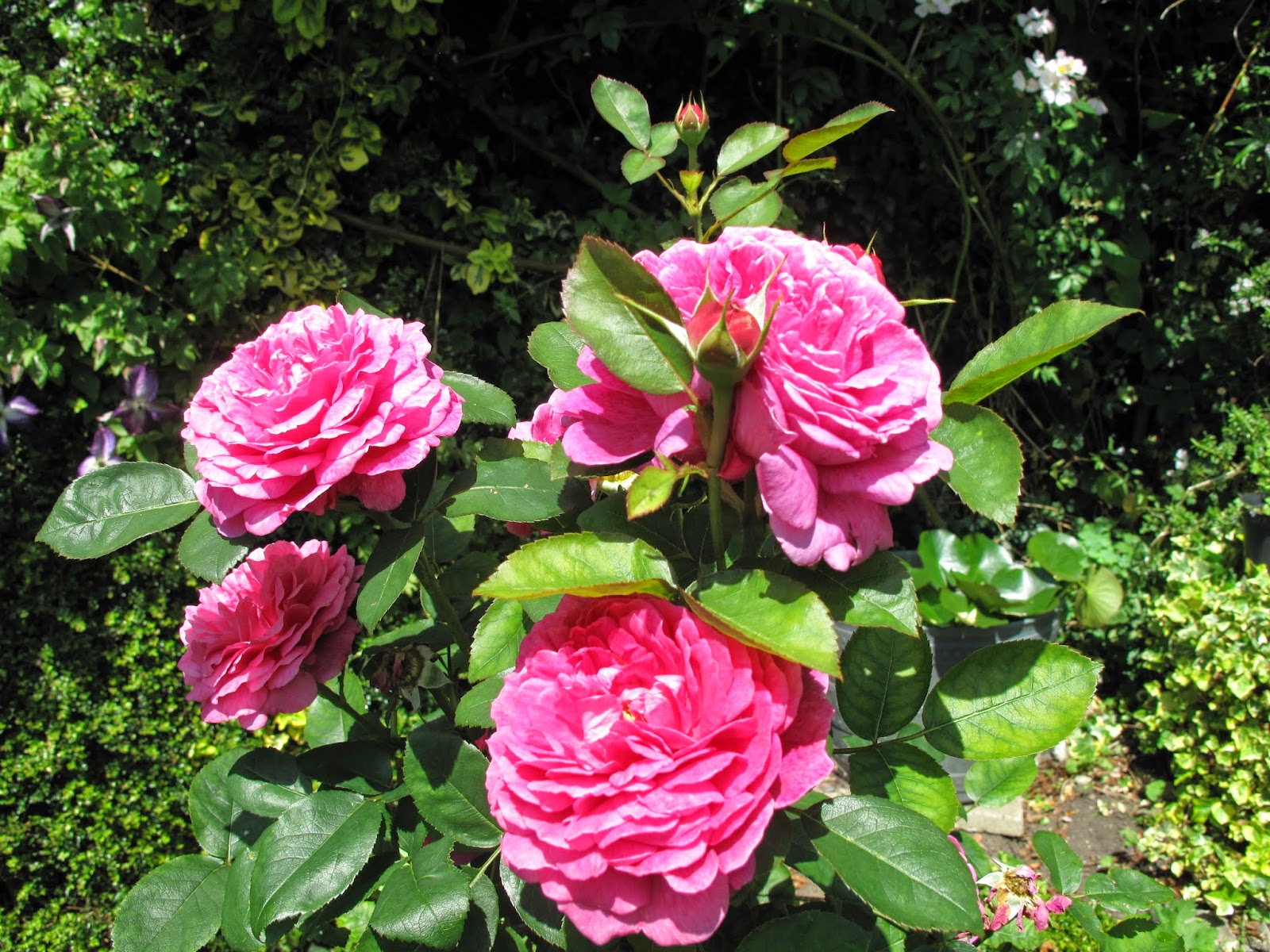 Joanne's Cottage Garden ROSES IN MY VEGETABLE GARDEN