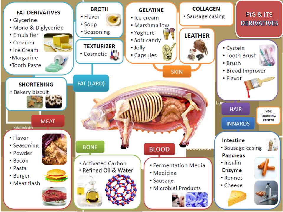 115. Pig and Its Derivatives