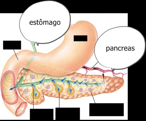 3 briefly outline the endocrine and exocrine functions of the pancreas 3briefly outline the endocrine and exocrine functions of the pancreas 4describe the hormonal control of the secretion of bile and pancreatic juice during the digestive process 5explain why proteases are secreted in an inactive state and describe the. 3 briefly outline the endocrine and exocrine functions of the pancreas 3briefly outline the endocrine and exocrine functions of the pancreas 4describe the hormonal control of the secretion of bile and pancreatic juice during the digestive process 5explain why proteases are secreted in an inactive state and describe the.