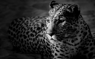 Tiger Wallpapers HD