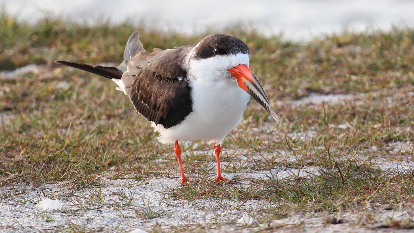 Black skimmer