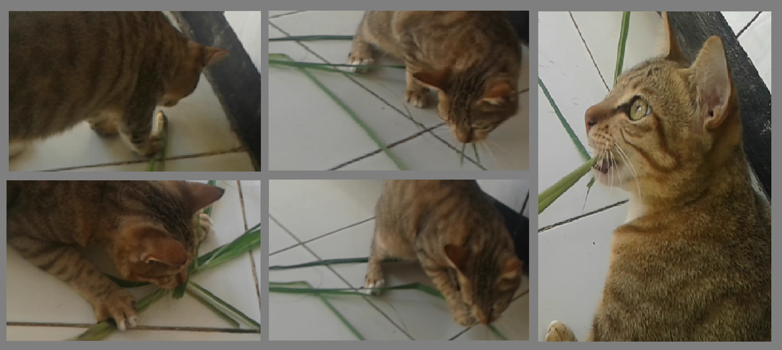 Extraordinary Facts of Plants 8 Cats’ Favorite Plants