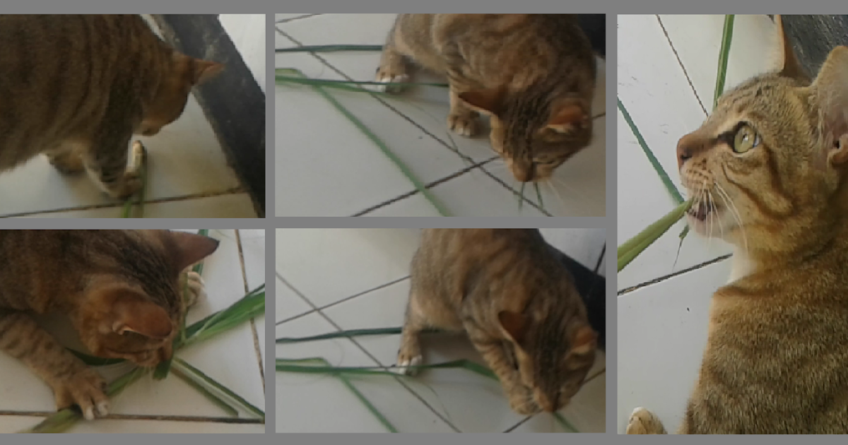 Can Cats Eat Lemongrass Leaves Can Cats Eat Lemongrass Leaves