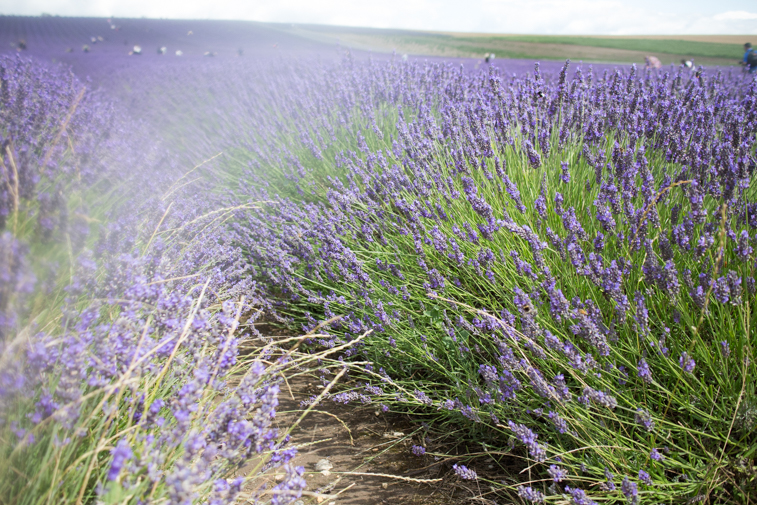 Hitchin Lavender Hitchin Lavender