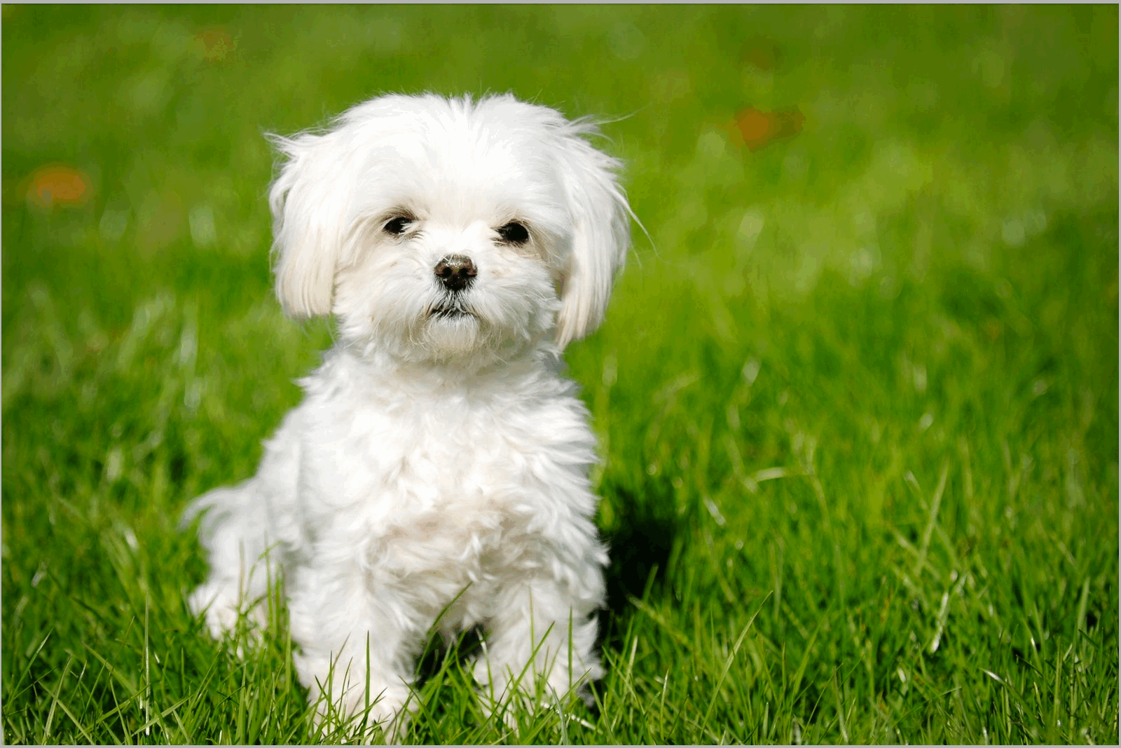 Moneycation Hypoallergenic Hybrid Dog Breeds Of The Future Hypoallergenic Dog Breeds
