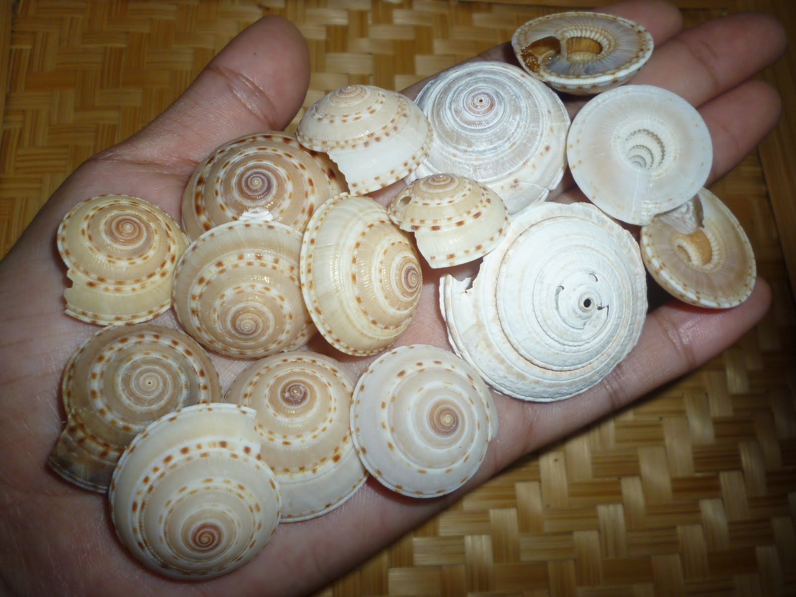 jenis siput laut