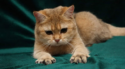 La Chachipedia: Los gatos. Felis silvestris catus. La Chachipedia: Los gatos. Felis silvestris catus.