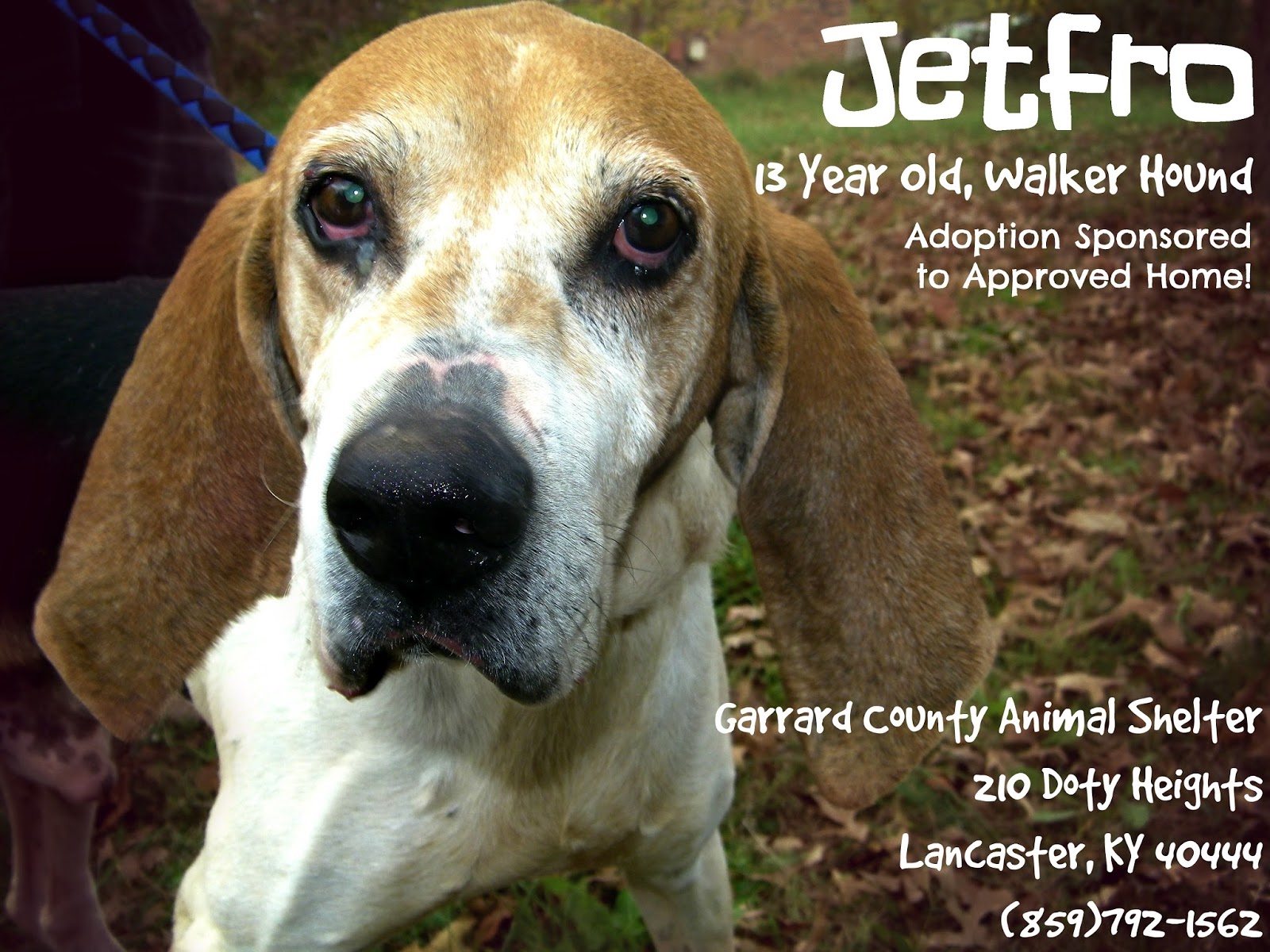 Garrard County Animal Shelter Lancaster KY Jetfro, Walker Coonhound