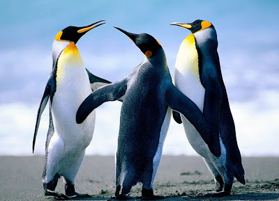 penguins photos