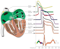 ELECTROPHYSIOLOGY ELECTROPHYSIOLOGY