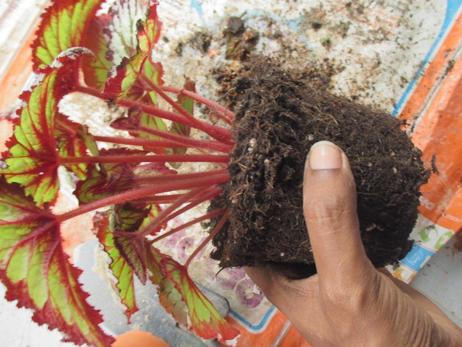 Garden Chronicles Propagating Rhizome Begonias