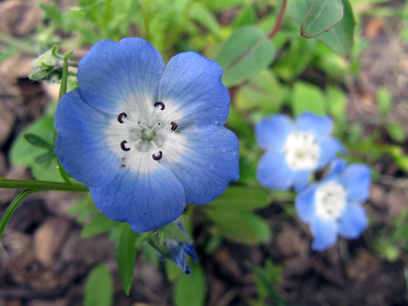 baby blue eyes blue wildflower wild flowers
