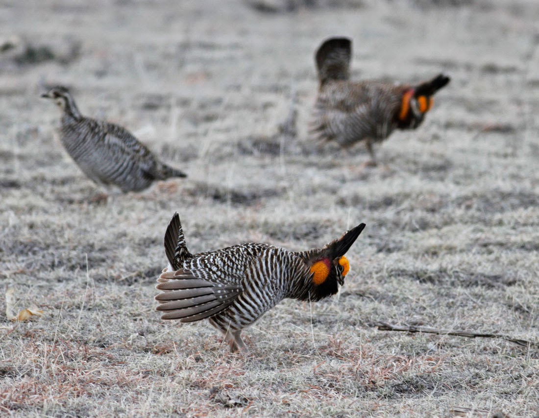 Pioneer Birding CO Greater Prairie Chickens 04/10