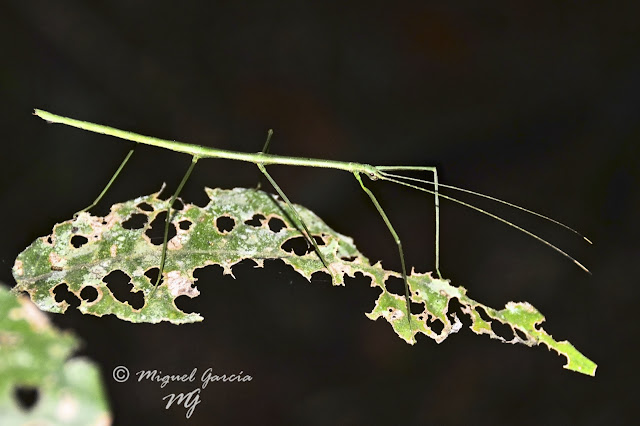 Selva Amazónica, Perú. Insecto Palo