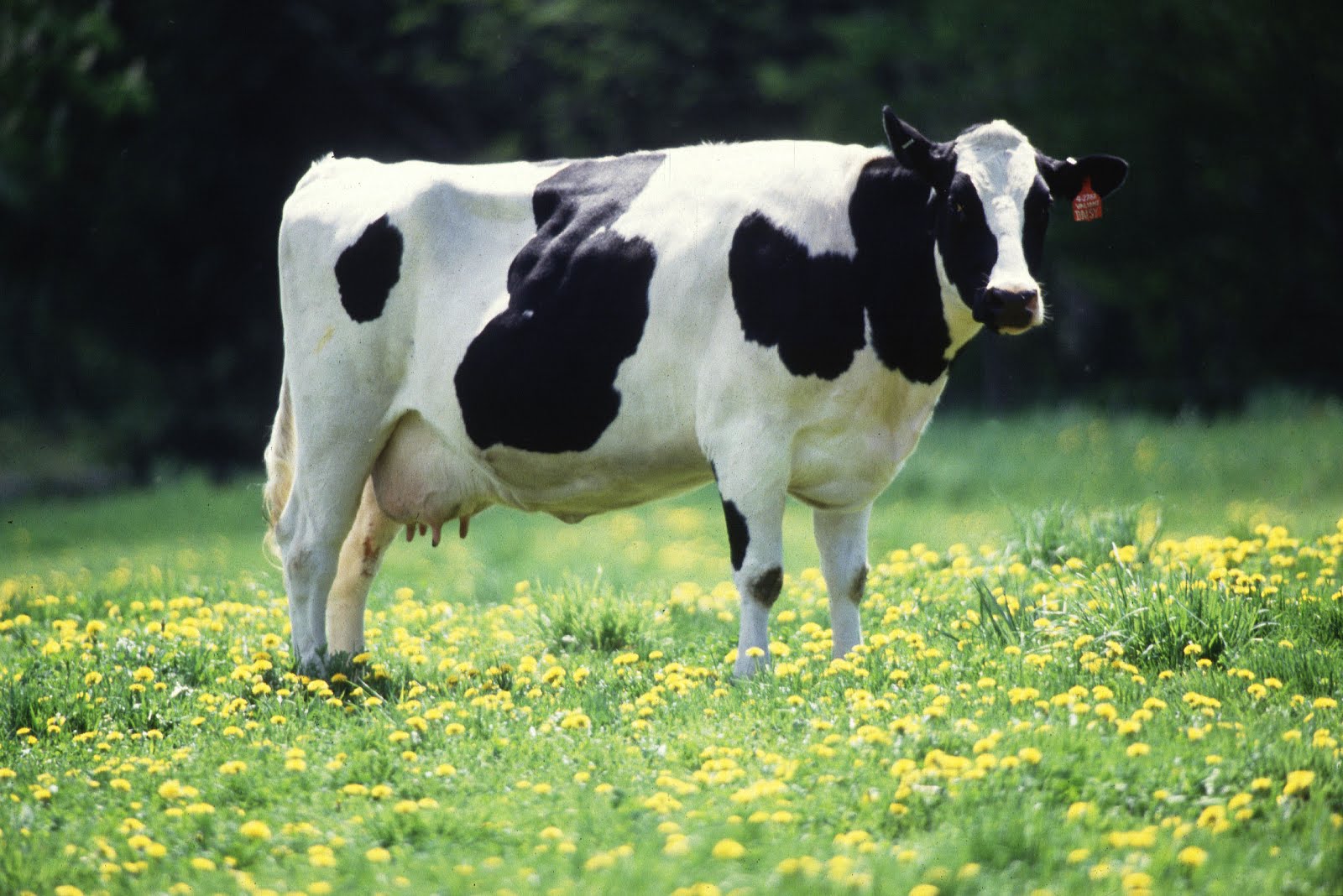 Bir kedi mastitis Bir kedi mastitis