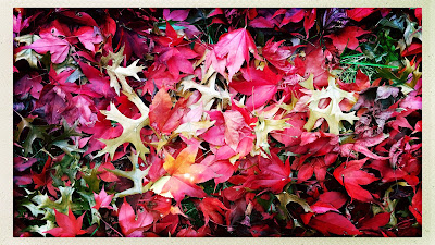 Swan song of the leaves / a final act of beauty / then fall to their death. // haikumages - micropoetry - haiku