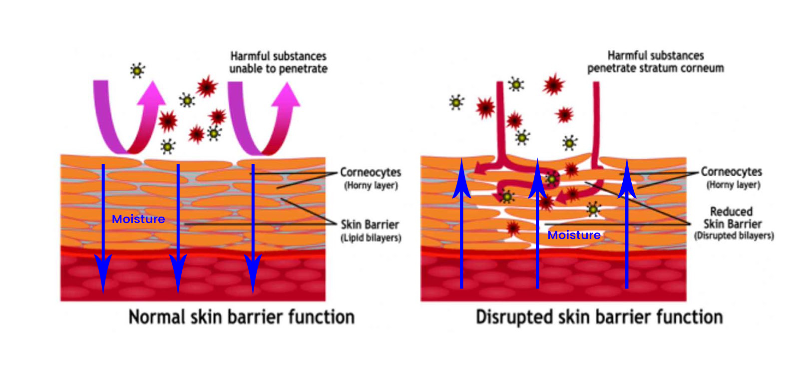 Image result for skin barrier function