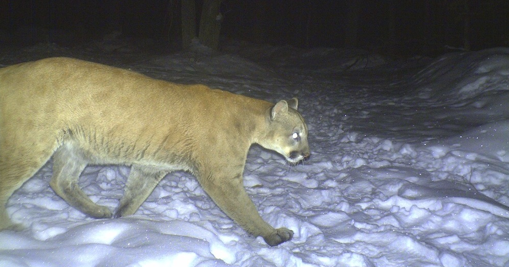 OnTheEdge Cougars in Wisconsin