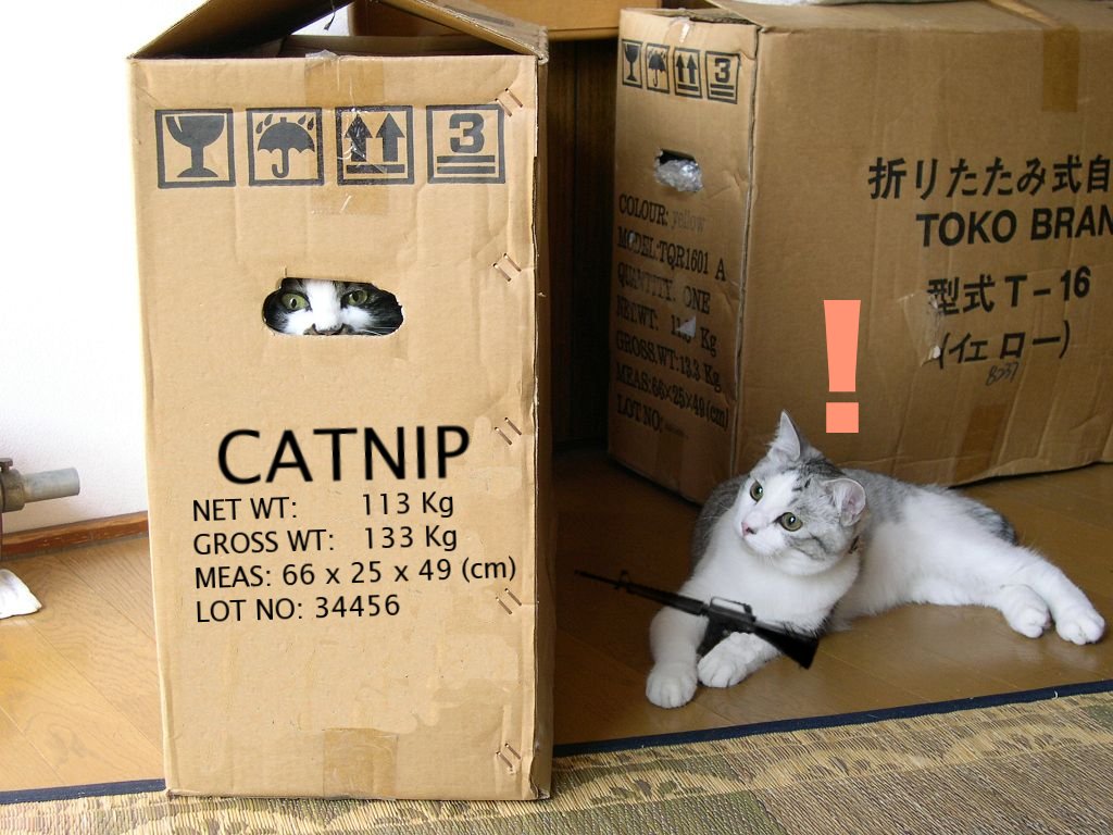 Catnip box iz mah fort!1!! Funny Cat Pictures