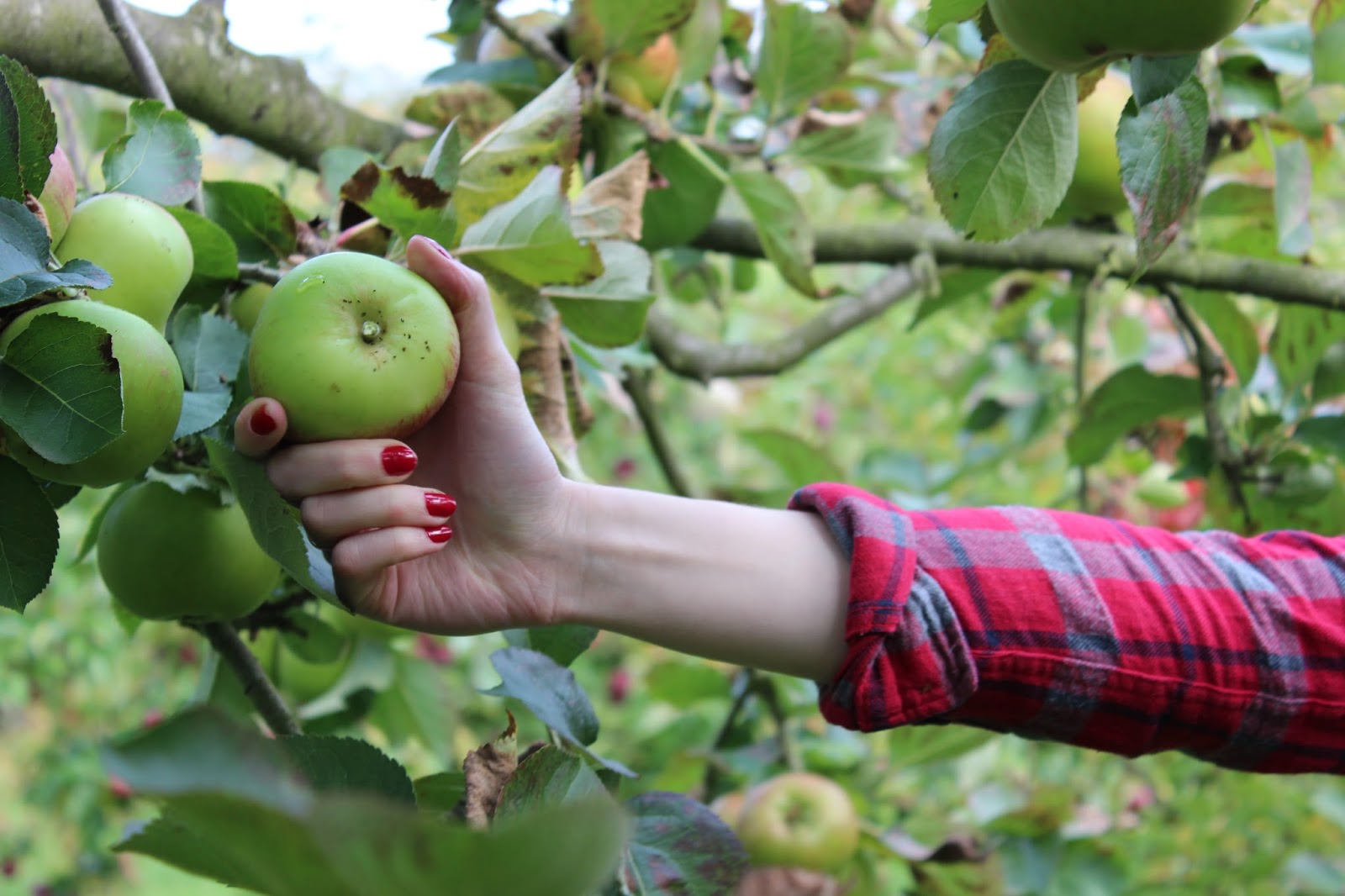 Five Minute Style Apple Picking Time of the Year