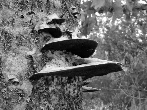 shelf fungus