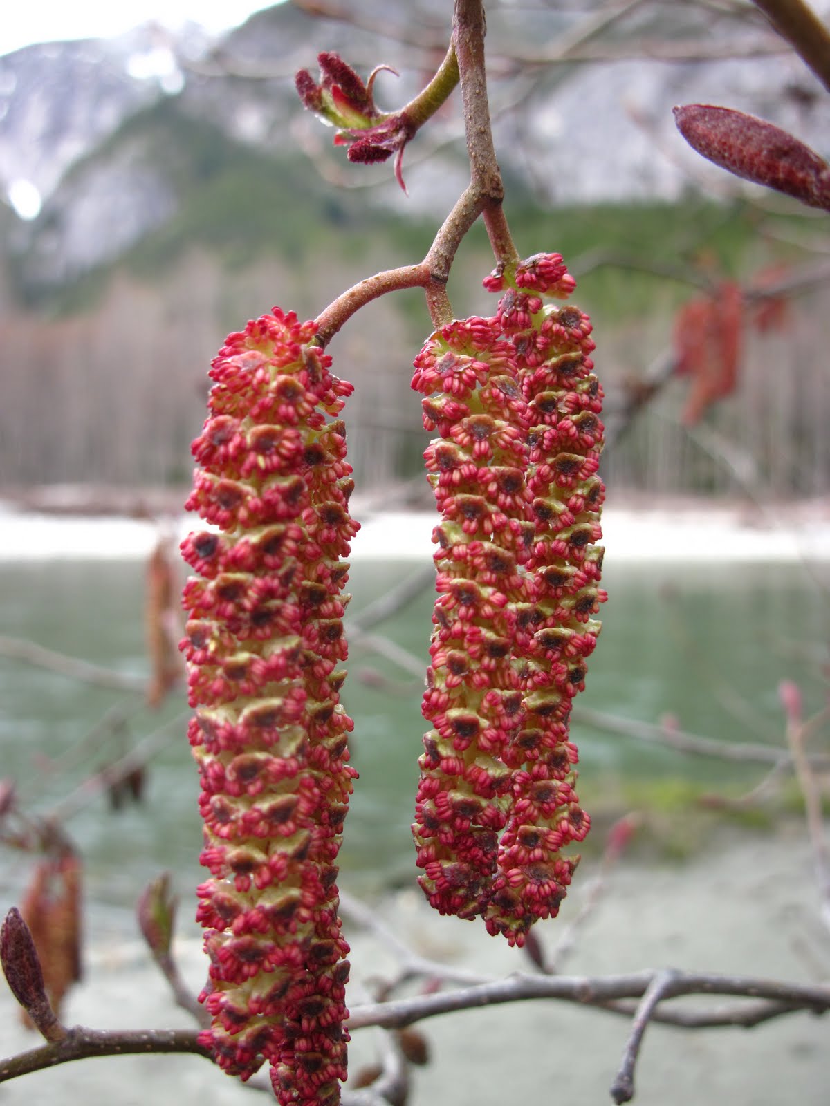 Bella Coola Blog Red Alder