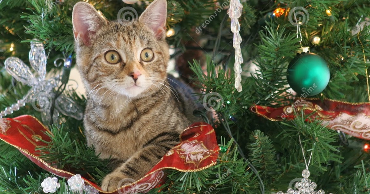 ♥ ♥ Gato Mania ♥ ♥ ÁRVORE DE NATAL SEGURA PARA SEU GATO