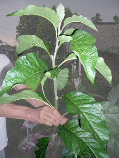 sanseviera quot bunga jiwa quot aeiroura daun afrika selatan nan fei shu sanseviera quot bunga jiwa quot aeiroura daun afrika selatan nan fei shu
