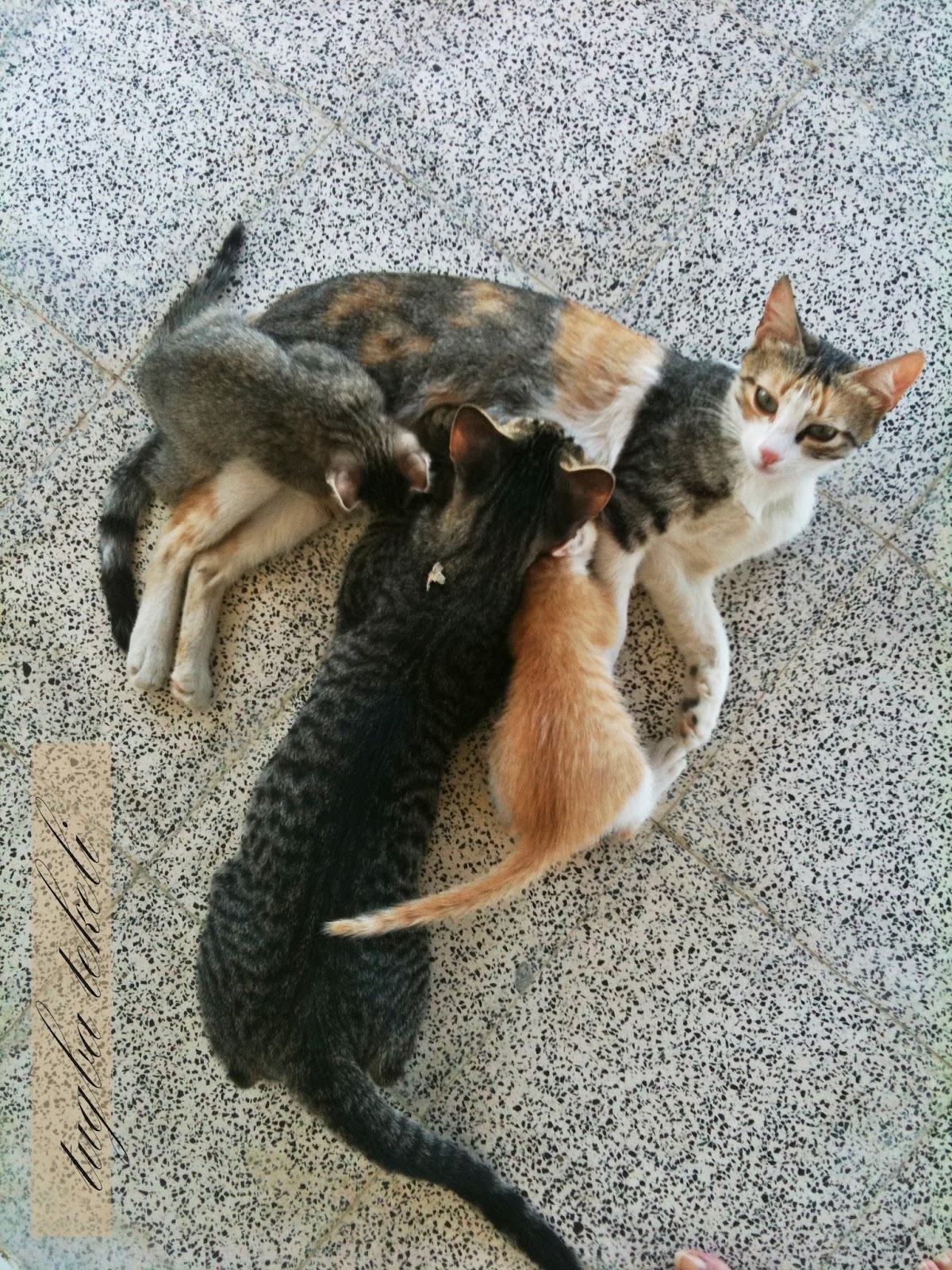 Tuğba�nın Dünyası Eylül 2012