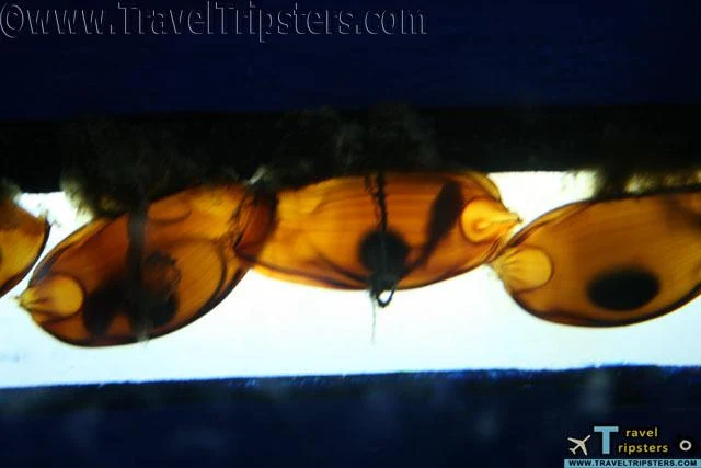 oceanarium oceanarium