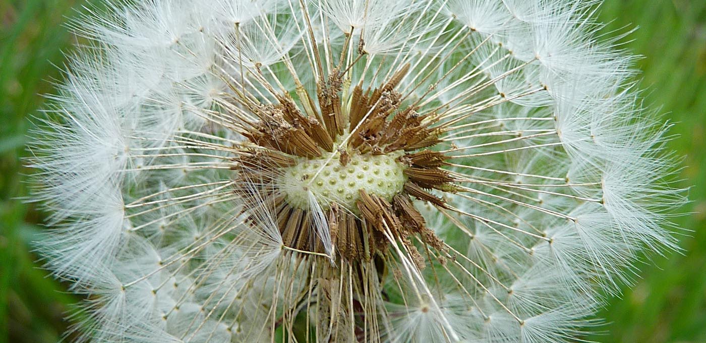 Living the life in SaintAignan Dandelions a.k.a. pissenlits