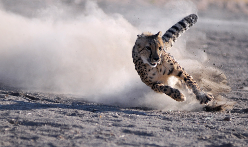 Animal Zoo Life: cheetah,cheetahs,king cheetah,cheetah facts,baby