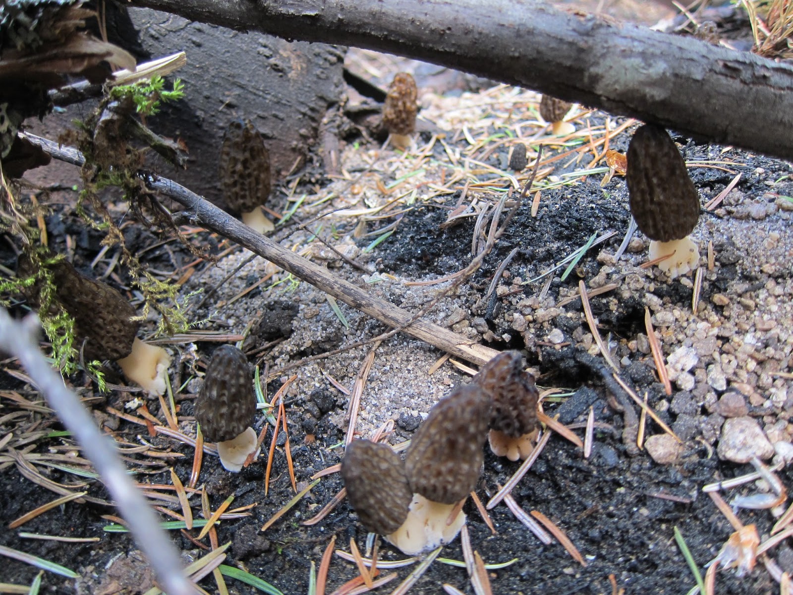 Free the Hills Using maps to find Morels, Part 2