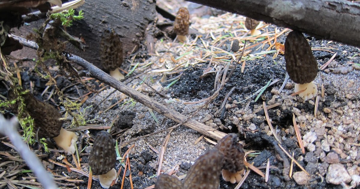 Free the Hills Using maps to find Morels, Part 2