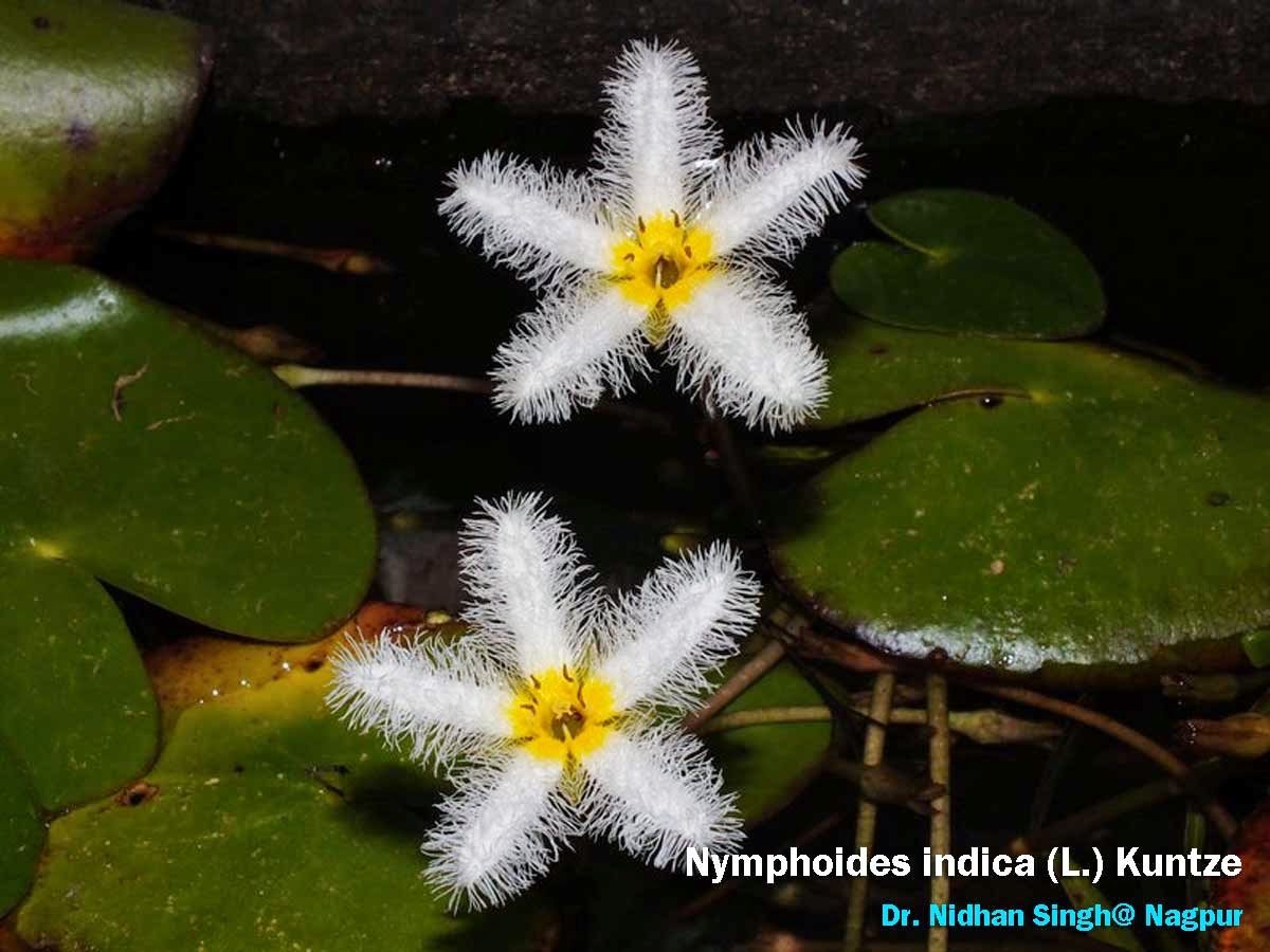 Medicinal Plants Nymphoides indica, Kumudini, Chinnambal, Chandmala