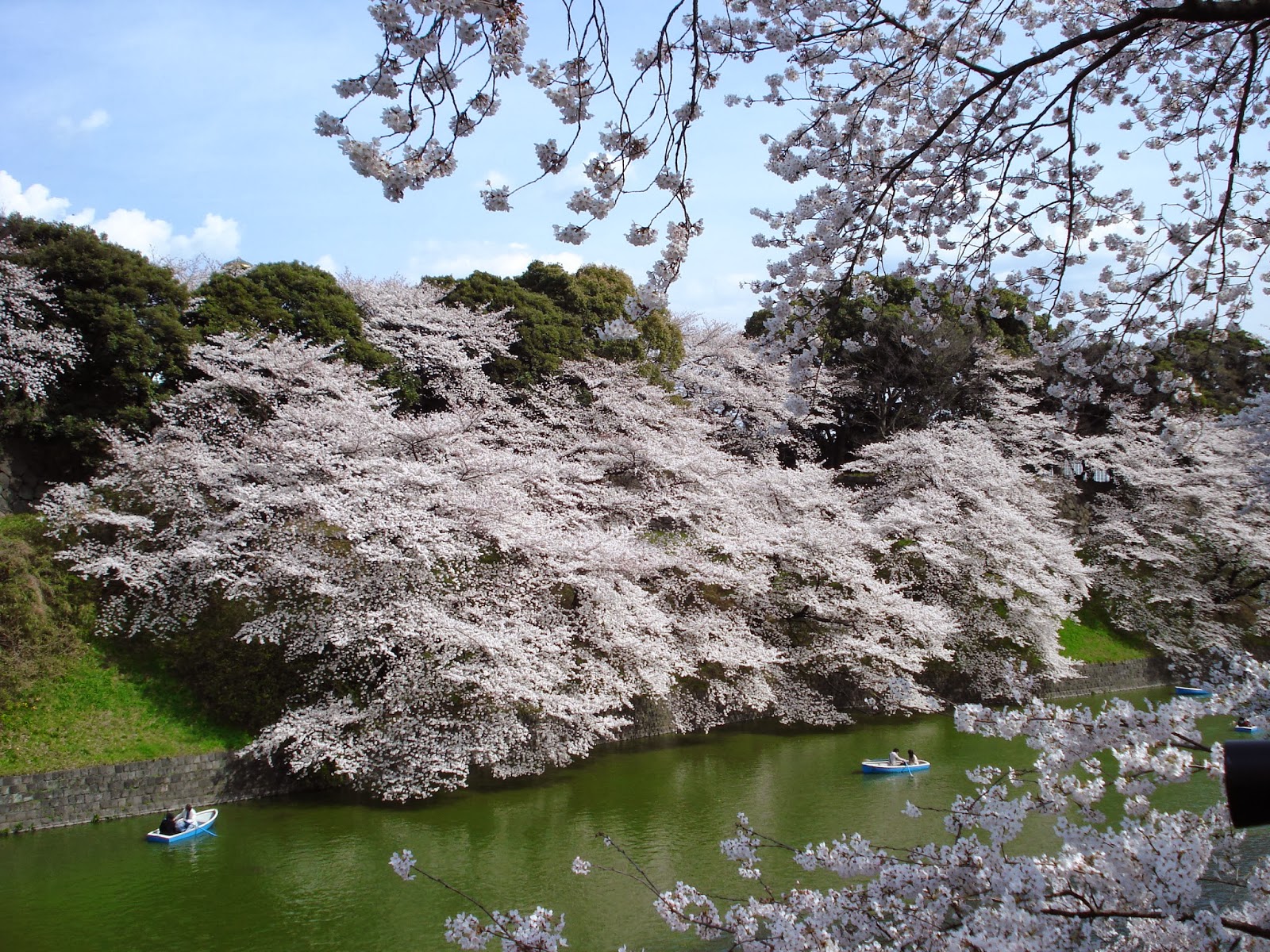 Liliana Usvat Reforestation And Medicinal Use Of The Trees Ornamental Cherry Trees