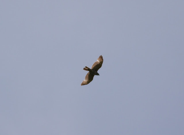 Red-tailed Hawk - New York