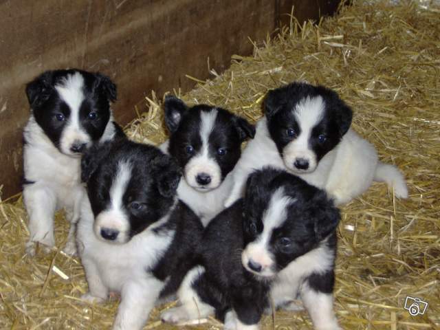 Dressage du border collie Dressage du border collie