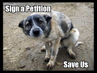 Petition to save stray dogs
