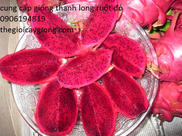 Giống thanh long ruột đỏ