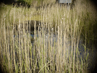 Cosmicar Television Lens 25/1.4 - @2.0 Cosmicar Television Lens 25/1.4 - @2.0
